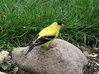 American Goldfinch